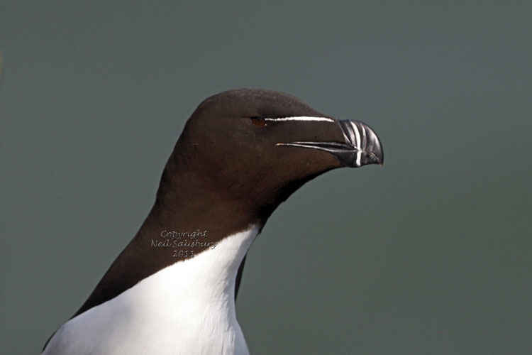 Razorbill pictures by Betty Fold Gallery